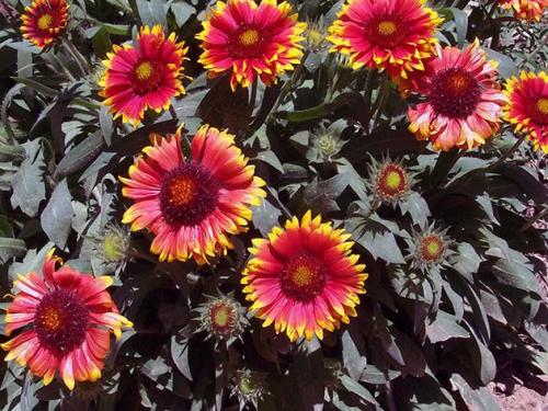 Луковичные цветы под зиму. 26 цветов которые можно посадить осенью под зиму