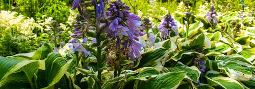 Посадка цветов под зиму. Добавление статьи в новую подборку 03 Посадка цветов под зиму. Добавление статьи в новую подборку 03