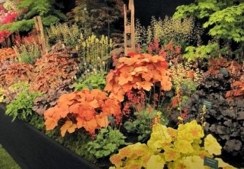 Луковичные цветы под зиму. 26 цветов которые можно посадить осенью под зиму