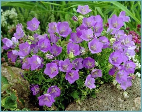 Луковичные цветы под зиму. 26 цветов которые можно посадить осенью под зиму