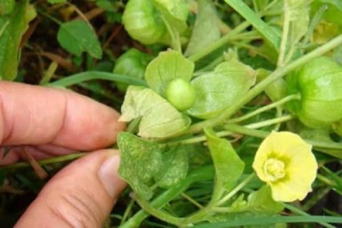 Какие вредители могут повредить физалис овощной. Возможные болезни физалиса