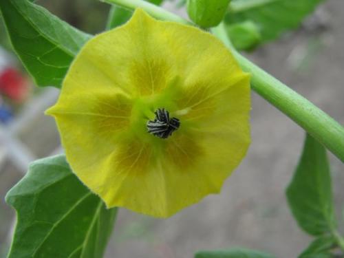 Что такое физалис овощной. Физалис овощной: личный опыт выращивания