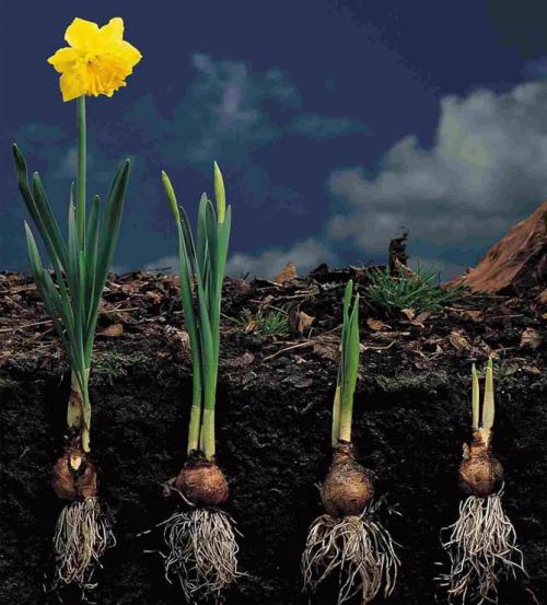 Можно ли сажать нарциссы весной. Посадка