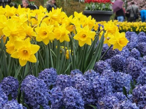 Можно ли сажать нарциссы весной. Посадка