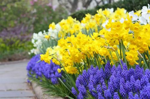 Можно ли сажать нарциссы весной. Посадка