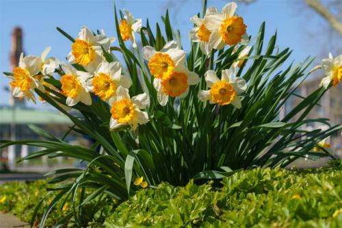 Можно ли сажать нарциссы весной. Посадка