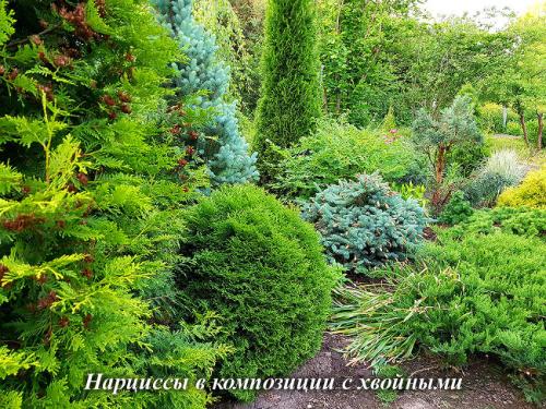 Когда и как сажать нарциссы осенью в открытый грунт. Когда сажать нарциссы в открытый грунт 13 Когда и как сажать нарциссы осенью в открытый грунт. Когда сажать нарциссы в открытый грунт 13