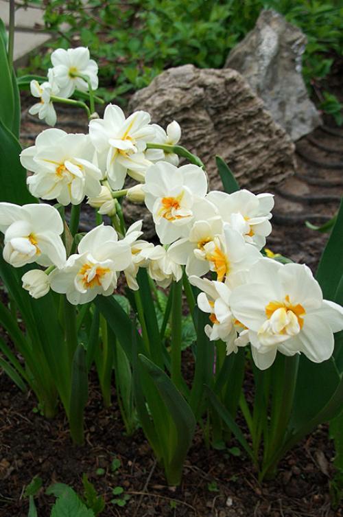 Когда сажать нарциссы в горшок. Как ухаживать за выгонкой нарциссов в домашних условиях?