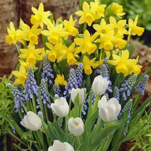 Можно ли сажать нарциссы весной. Посадка