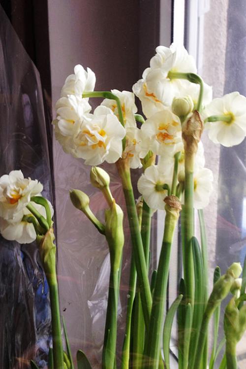 Когда сажать нарциссы в горшок. Как ухаживать за выгонкой нарциссов в домашних условиях?