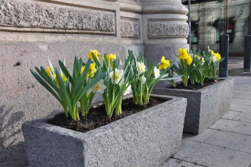 Можно ли сажать нарциссы весной. Посадка