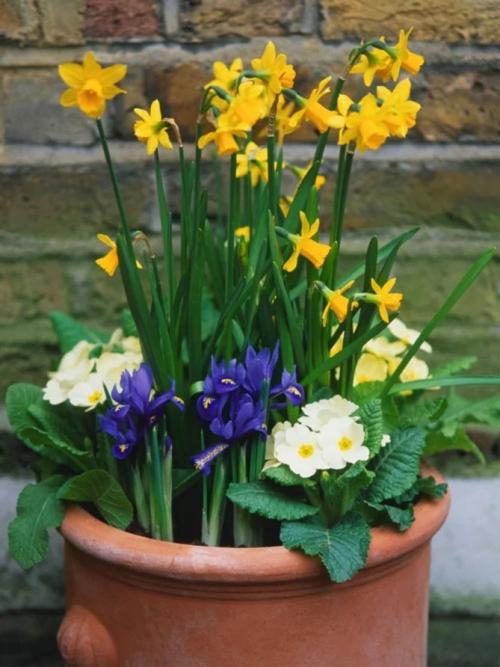 Можно ли сажать нарциссы весной. Посадка