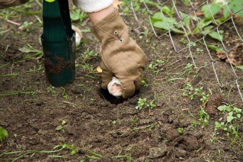 Можно ли сажать нарциссы весной. Посадка
