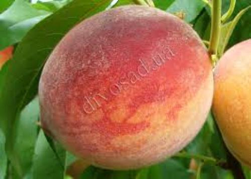 Персик донецкий желтый: история и особенности сорта 12 Персик донецкий желтый: история и особенности сорта 12