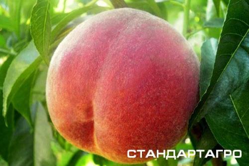 Персик донецкий желтый: история и особенности сорта 06 Персик донецкий желтый: история и особенности сорта 06