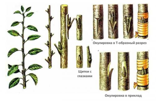 Как привить грушу осенью. Методы проведения прививок