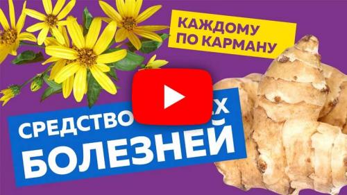 Клубни топинамбура, как хранить. Способы обеспечения свежести плодов в домашних условиях 10