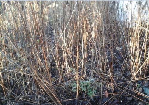 Заготовка топинамбура на зиму. Топинамбур рецепты приготовления на зиму