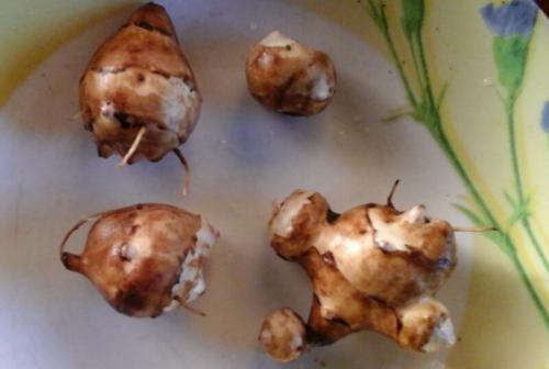 Заготовка топинамбура на зиму. Топинамбур рецепты приготовления на зиму