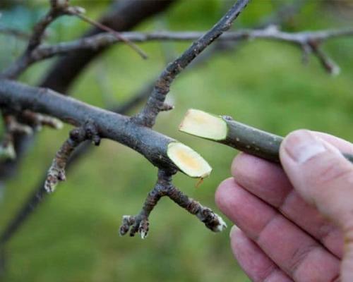 На какой подвой прививают грушу. Как заготовить привой