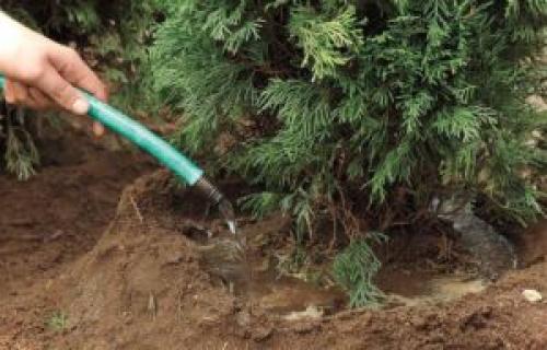 Увеличьте свою зеленую зону: как посадить или пересадить тую 11