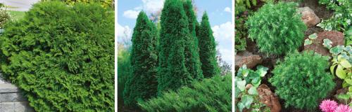 Какие условия необходимо создать для успешного роста туи после осенней посадки. УХОД ЗА ТУЕЙ ОСЕНЬЮ