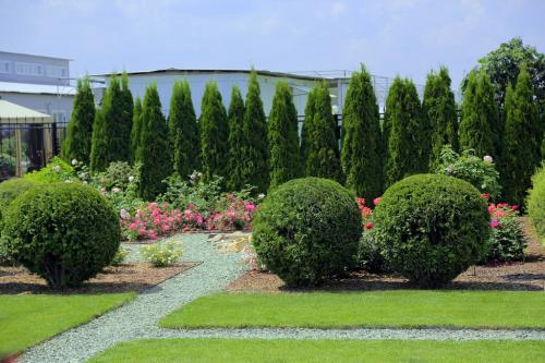 Как правильно посадить тую на дачном участке и ухаживать за ней круглый год 09 Как правильно посадить тую на дачном участке и ухаживать за ней круглый год 09