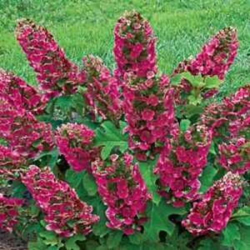 Гортензия дуболистная: легенда о волшебном цвету 05