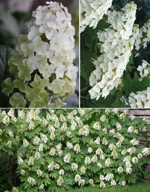 Гортензия дуболистная: легенда о волшебном цвету 01