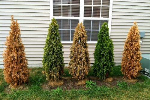 Как обеспечить достаточный уровень влажности для туи на дачном участке. Особенности весеннего ухода