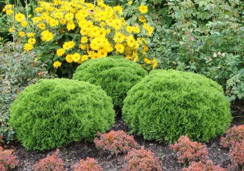 Как правильно посадить тую на дачном участке и ухаживать за ней круглый год 08 Как правильно посадить тую на дачном участке и ухаживать за ней круглый год 08