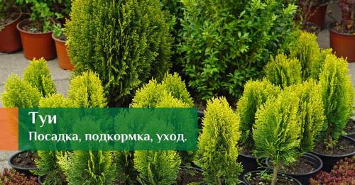 Как правильно посадить саженец туи за 4 шага 05 Как правильно посадить саженец туи за 4 шага 05