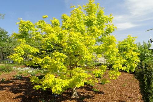 Соседи для груши в саду хорошие. Что можно сажать рядом с грушей, соседство на участке