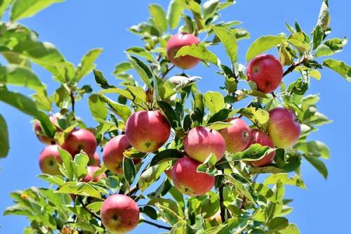 Соседи для груши в саду хорошие. Что можно сажать рядом с грушей, соседство на участке