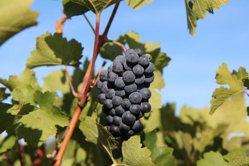 Соседи для груши в саду хорошие. Что можно сажать рядом с грушей, соседство на участке