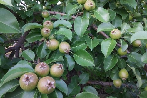 Соседи для груши в саду хорошие. Что можно сажать рядом с грушей, соседство на участке