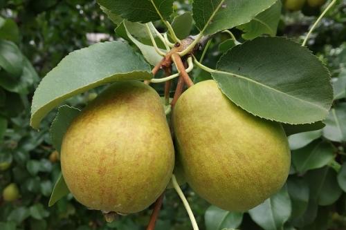 Соседи для груши в саду хорошие. Что можно сажать рядом с грушей, соседство на участке