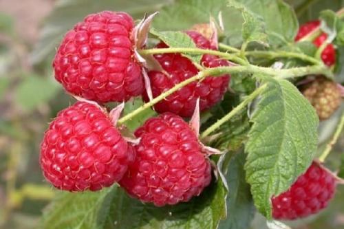 Соседи для груши в саду хорошие. Что можно сажать рядом с грушей, соседство на участке