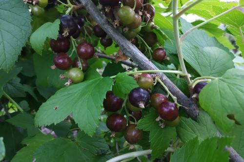 Соседи для груши в саду хорошие. Что можно сажать рядом с грушей, соседство на участке