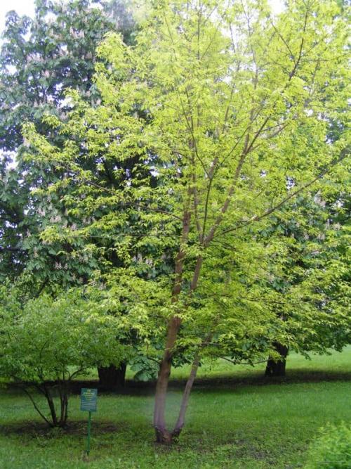 Соседи для груши в саду. Что можно посадить в саду рядом с грушей — яблоня лучший сосед