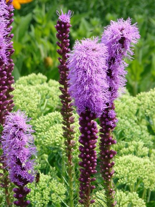 Лиатрис из семян. Лиатрис – выращивание из семян, клубней, посадка и уход в открытом грунте