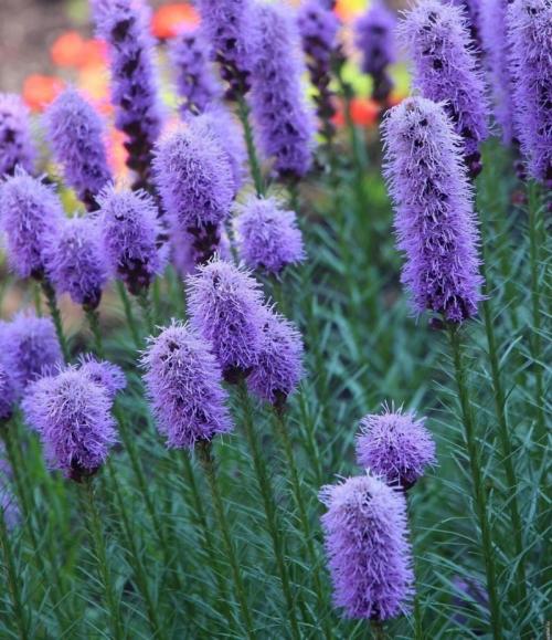 Пересадка лиатриса осенью. Посадка и уход за лиатрисом в открытом грунте 28