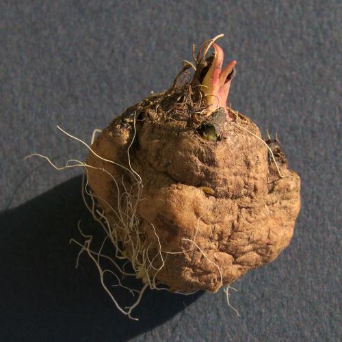 Пересадка лиатриса осенью. Посадка и уход за лиатрисом в открытом грунте 16