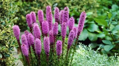 Как посадить луковицы лиатриса. Лиатрис: описание, размножение, правила посадки и ухода
