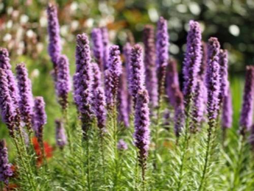 Пересадка лиатриса осенью. Посадка и уход за лиатрисом в открытом грунте 32