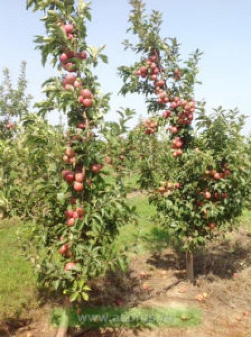 Яблоня Ред Чиф: характеристики