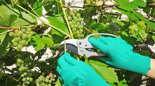 Как вырастить виноград деревом. Формируем виноград правильно