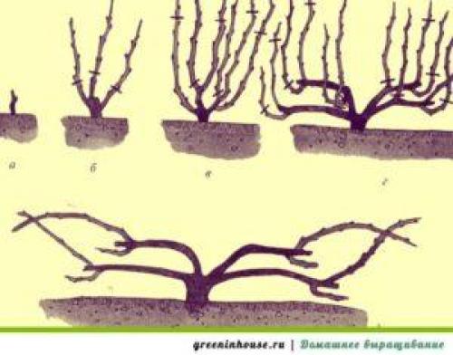 Агротехника выращивания винограда. Посадка винограда весной: правила, сроки и инструкция