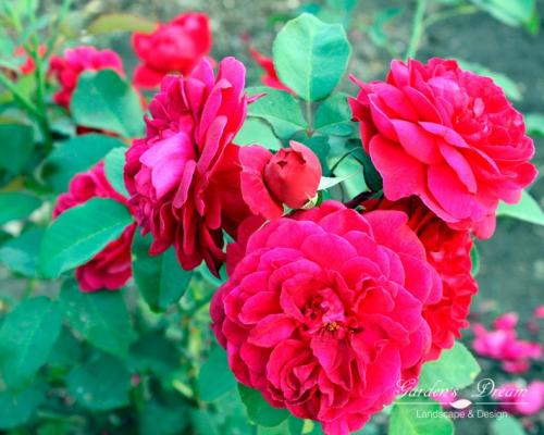 Какие сорта роз можно использовать для создания композиций в ландшафтном дизайне. Виды роз: разнообразие и классификация гибридов