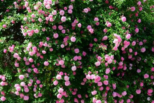 Какие сорта роз можно использовать для создания живых изгородей. Какие розы подойдут для создания живой изгороди?